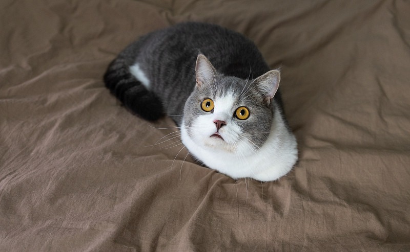 曼基康矮脚猫