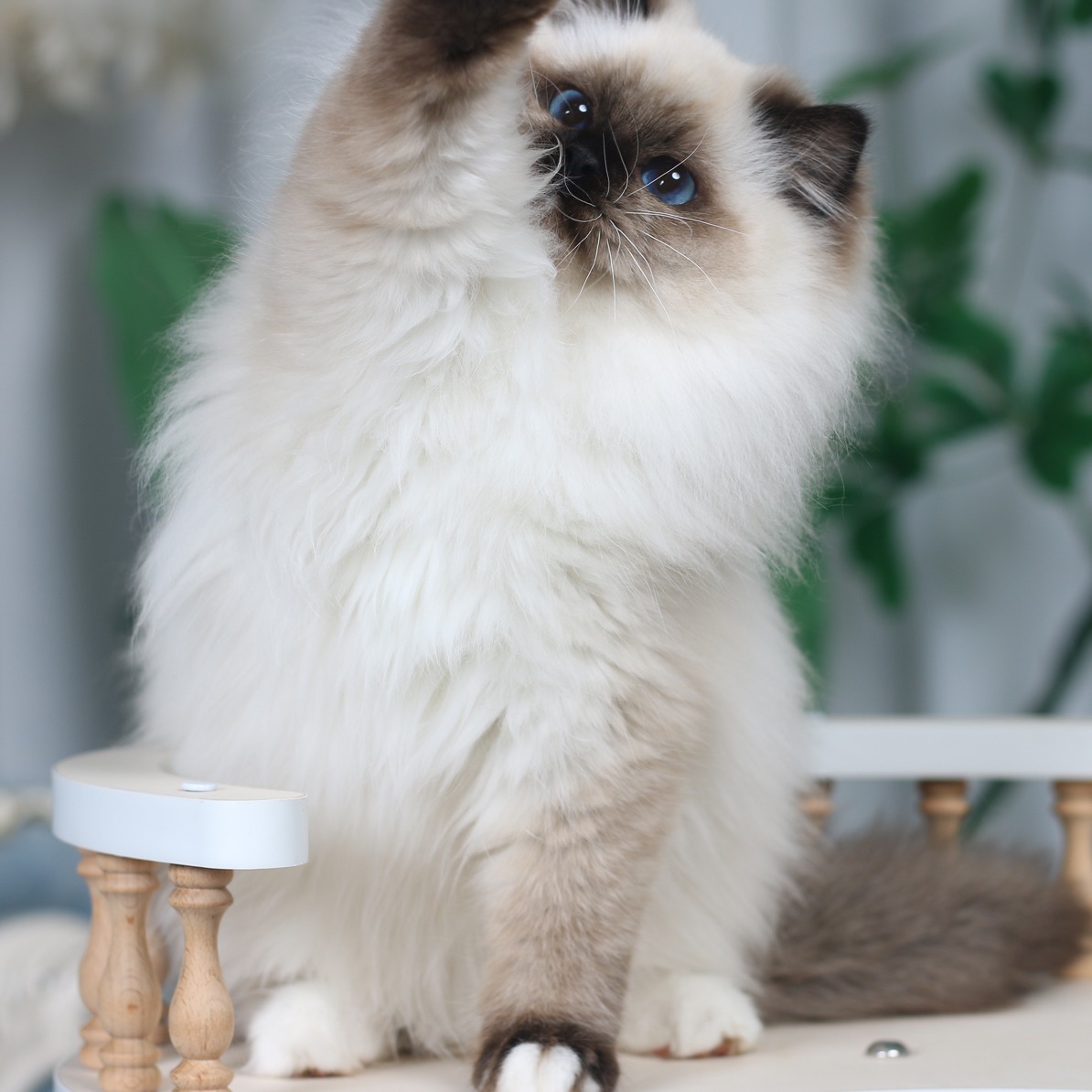 布偶猫