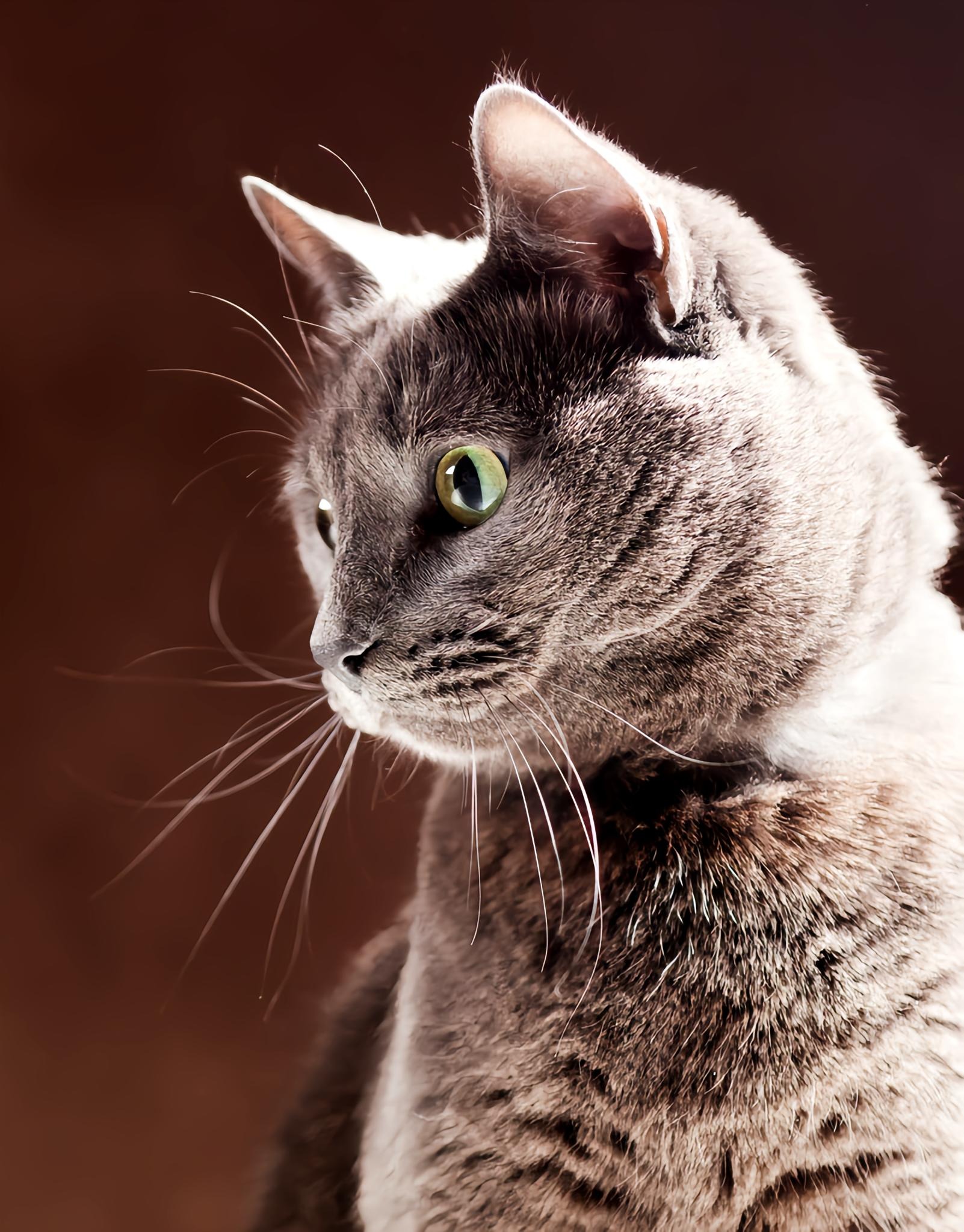 俄罗斯蓝猫