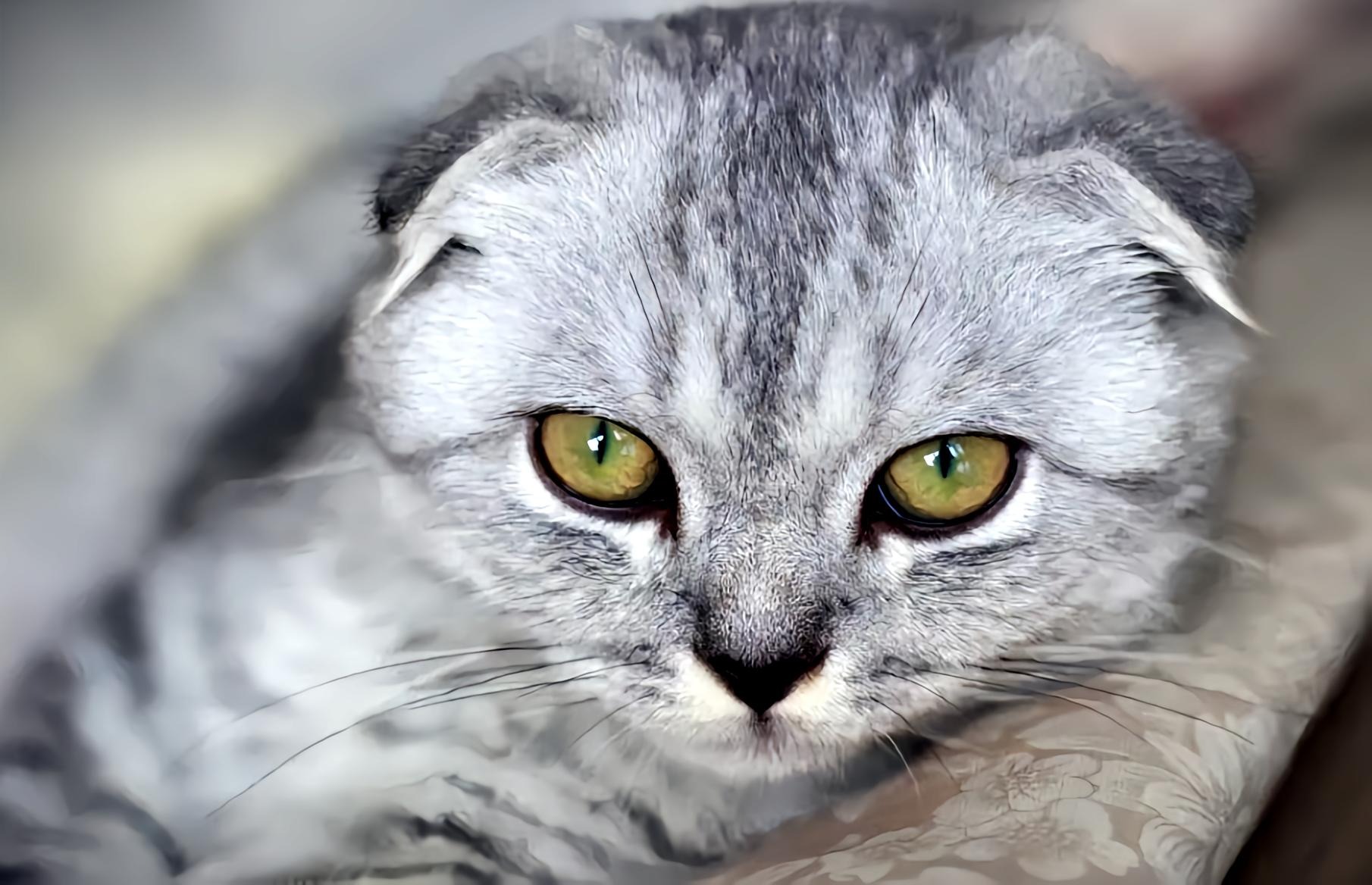 苏格兰折耳猫
